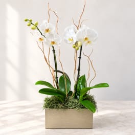 White orchids in a rectangular planter with moss and curly branches