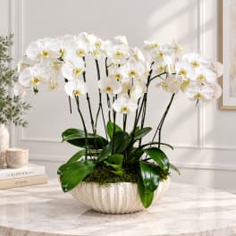 White orchids arranged in a white bowl planter on a marble table