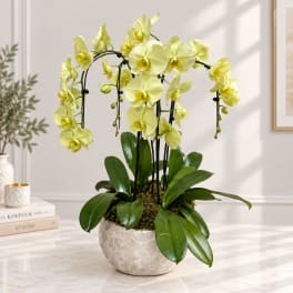 Yellow orchid plant in a white ceramic pot