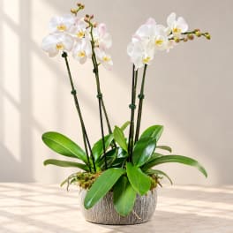 White orchid plant in a textured pot with broad green leaves