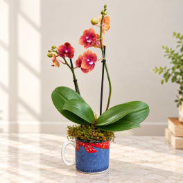 Potted orchid with pink-orange blooms in a mug-style container