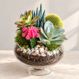 Succulent arrangement in a clear glass bowl with decorative stones