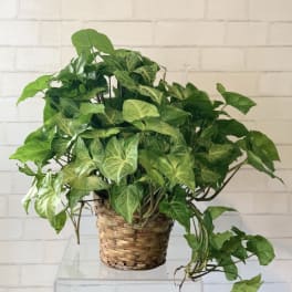 Nephthytis Plant