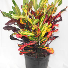 Potted croton plant with multicolored red, yellow, and green leaves