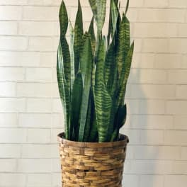 8' Sansevieria "Snake plant"