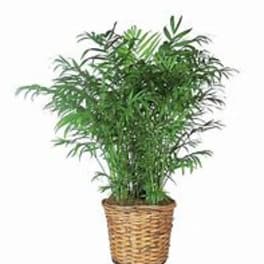 Potted green palm plant in a woven basket