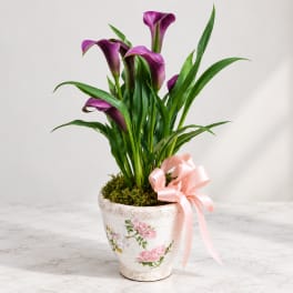Purple calla lilies in a floral ceramic pot with a pink ribbon