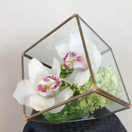 Love Cube-V,( 5'')