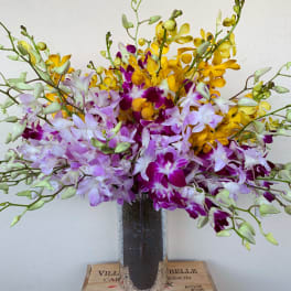 Orchid Rainbow