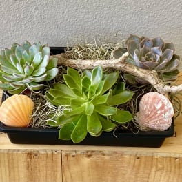 Sea Succulents