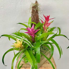 Bromeliad Garden