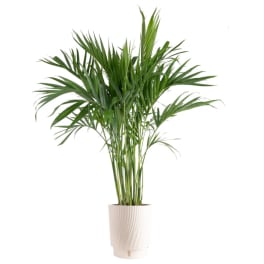 Potted palm plant in a white ribbed planter