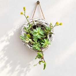 Hanging wicker planter with assorted succulents and small yellow flowers