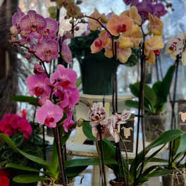 Potted orchids with pink, peach, and speckled blooms on display