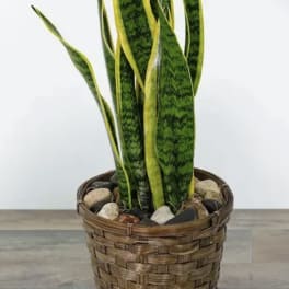 Snake plant in a woven basket planter with decorative stones