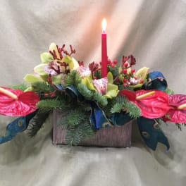Anthurium Dream