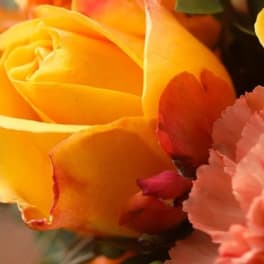 Close-up of yellow roses with pink carnations