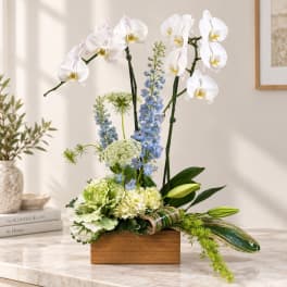White orchids and blue flowers arranged in a wooden box