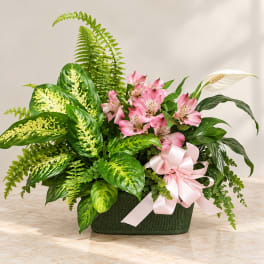 Pink alstroemeria in a green planter with a pink ribbon