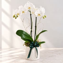White orchid plant in a decorative pot with a dark ribbon bow