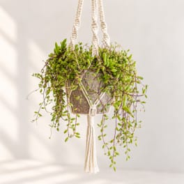 Hanging potted plant with trailing green vines in a macramé hanger