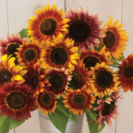 Autumn Sunflowers