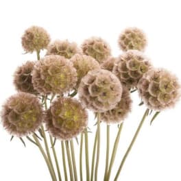 Scabiosa Pods