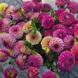 Bouquet of pink and cream dahlias in a white vase