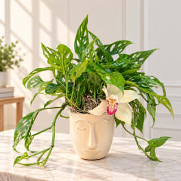 Potted green plant with a white orchid bloom in a face-shaped ceramic vase