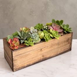 Succulent arrangement in a rectangular wooden box