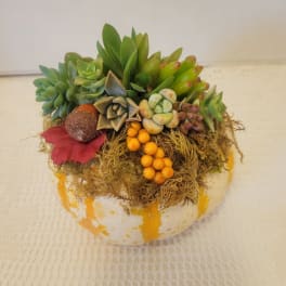 Succulent arrangement in a painted white pumpkin-shaped container