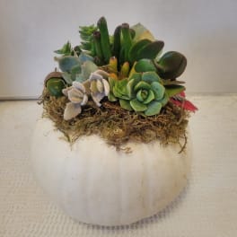 Succulent arrangement in a white pumpkin-shaped container