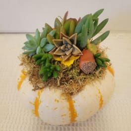 Succulent arrangement in a white pumpkin-shaped container