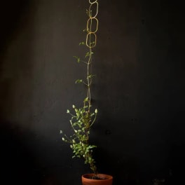 Potted climbing plant trained on a tall trellis against a dark wall