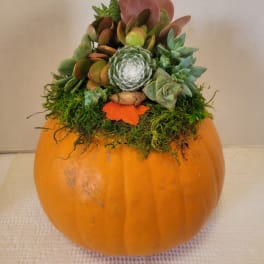 Succulent arrangement in a pumpkin-shaped container with moss and an acorn accent