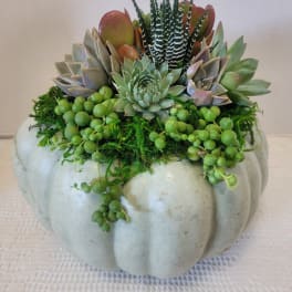 Succulent arrangement in a pale pumpkin-shaped planter