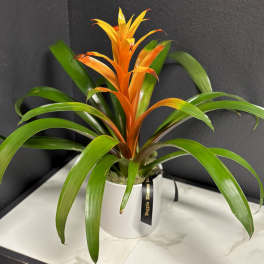 Orange bromeliad plant in a white pot