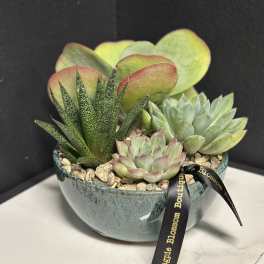 8" Low Bowl Succulent Garden