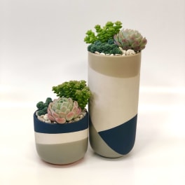 Two potted succulent arrangements in geometric ceramic planters