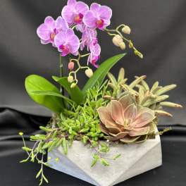 Pink orchid and succulents arranged in a concrete planter
