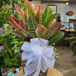 Potted croton plant with a white ribbon bow in a woven basket