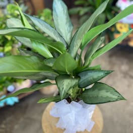 Potted green plant with variegated leaves and a white ribbon bow