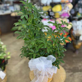 Potted green plant with a white ribbon bow