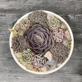 Round succulent arrangement in a white bowl with pink and green rosettes