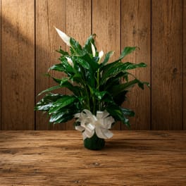 Potted peace lily arrangement with white blooms and a white ribbon bow