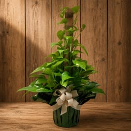 Potted green houseplant with trailing vines and a beige ribbon bow