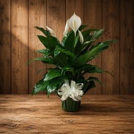 White peace lilies in a dark pot with a white ribbon