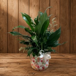 Potted green plant in a floral ceramic container with a white ribbon