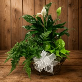 Basket of green houseplants with white blooms and a white ribbon bow