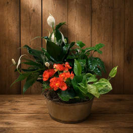 Mixed potted arrangement with white peace lilies and orange flowers in a bronze container